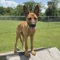 Thumbnail photo of Angus #4