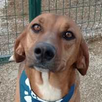 Thumbnail photo of NOVA (Turkey) kt - Tripaw #1