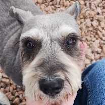 adopt-pet