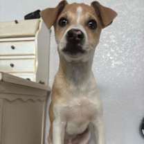 Thumbnail photo of Blaze #4