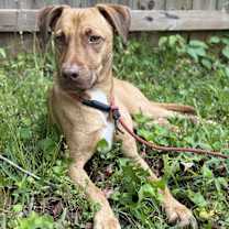 Thumbnail photo of Ambrose #2