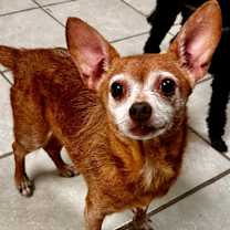 Thumbnail photo of Rueger aka Simba #2