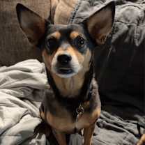 Thumbnail photo of Rocky #1