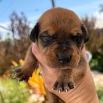 Thumbnail photo of Rod #2