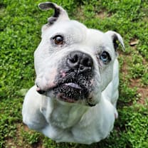 Thumbnail photo of Hoss #2