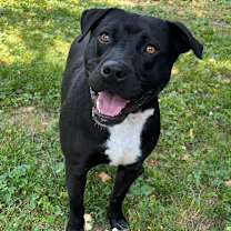 Thumbnail photo of Virgil #2