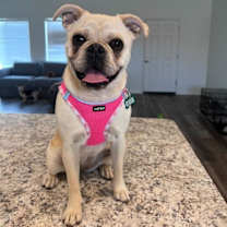 adopt-pet