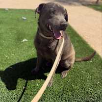 adopt-pet