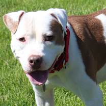 Thumbnail photo of Asher #1