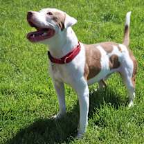 Thumbnail photo of Asher #2