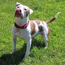 Thumbnail photo of Asher #3