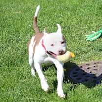 Thumbnail photo of Asher #4