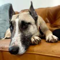 Fabio the Fabulous heart throb