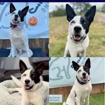 Thumbnail photo of Odie #1