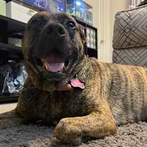 Thumbnail photo of Bruin #3