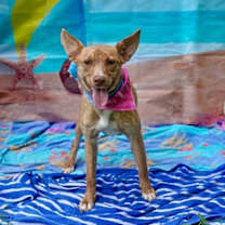 Thumbnail photo of Hazelnut #2