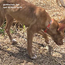 Thumbnail photo of Hazelnut #3