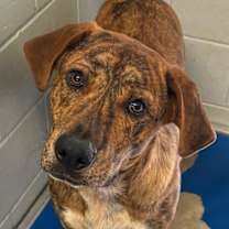 Thumbnail photo of Ranger #2