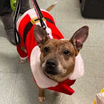 Thumbnail photo of Bobbie #4