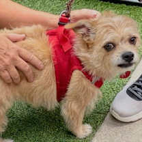 Thumbnail photo of Goldie #1