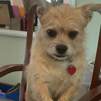 Thumbnail photo of Goldie #2