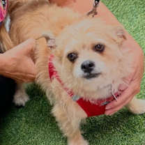 Thumbnail photo of Goldie #3