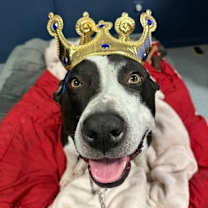 Thumbnail photo of Benji #2