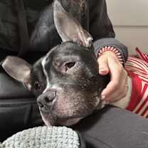 Thumbnail photo of Rocky #2