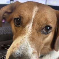 Thumbnail photo of Sammy #3
