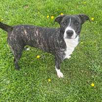 Thumbnail photo of Chaka Khan- Paws- in-Prison Graduate! #1