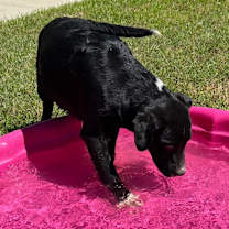 Thumbnail photo of Bravo #4