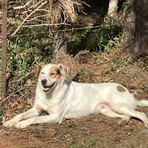 Thumbnail photo of Biscuit #4