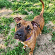 Thumbnail photo of Honey #1