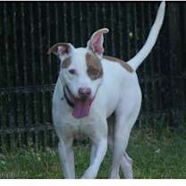 Thumbnail photo of Louie #3