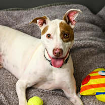 Thumbnail photo of Louie #4