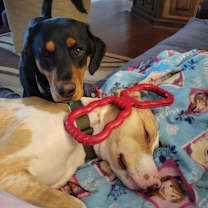 Thumbnail photo of Atlas #4