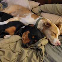 Thumbnail photo of Atlas #3