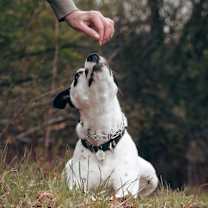 Thumbnail photo of Pandora #3