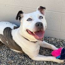 Thumbnail photo of Solspring #3