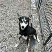 Thumbnail photo of Kenai #1