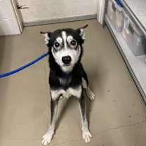 Thumbnail photo of Kenai #3