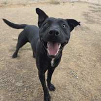 Thumbnail photo of Pablo #2