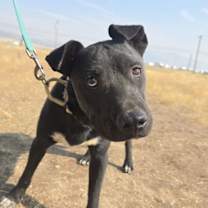 Thumbnail photo of Pierce #3