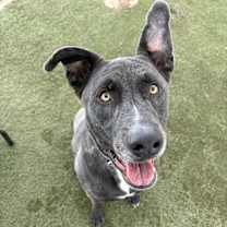 adopt-pet
