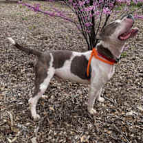 Thumbnail photo of D-Boy #4