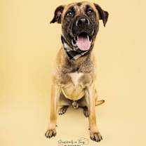 Thumbnail photo of Rooster #1