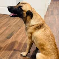 Thumbnail photo of Rooster #3