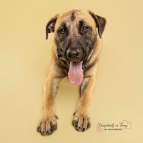 Thumbnail photo of Rooster #4