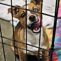 Thumbnail photo of "Kat"niss #3