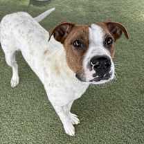 adopt-pet